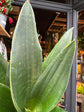 A Sansevieria Dark Diamond plant also known as a Snake Plant in front of Urban Tropicana&