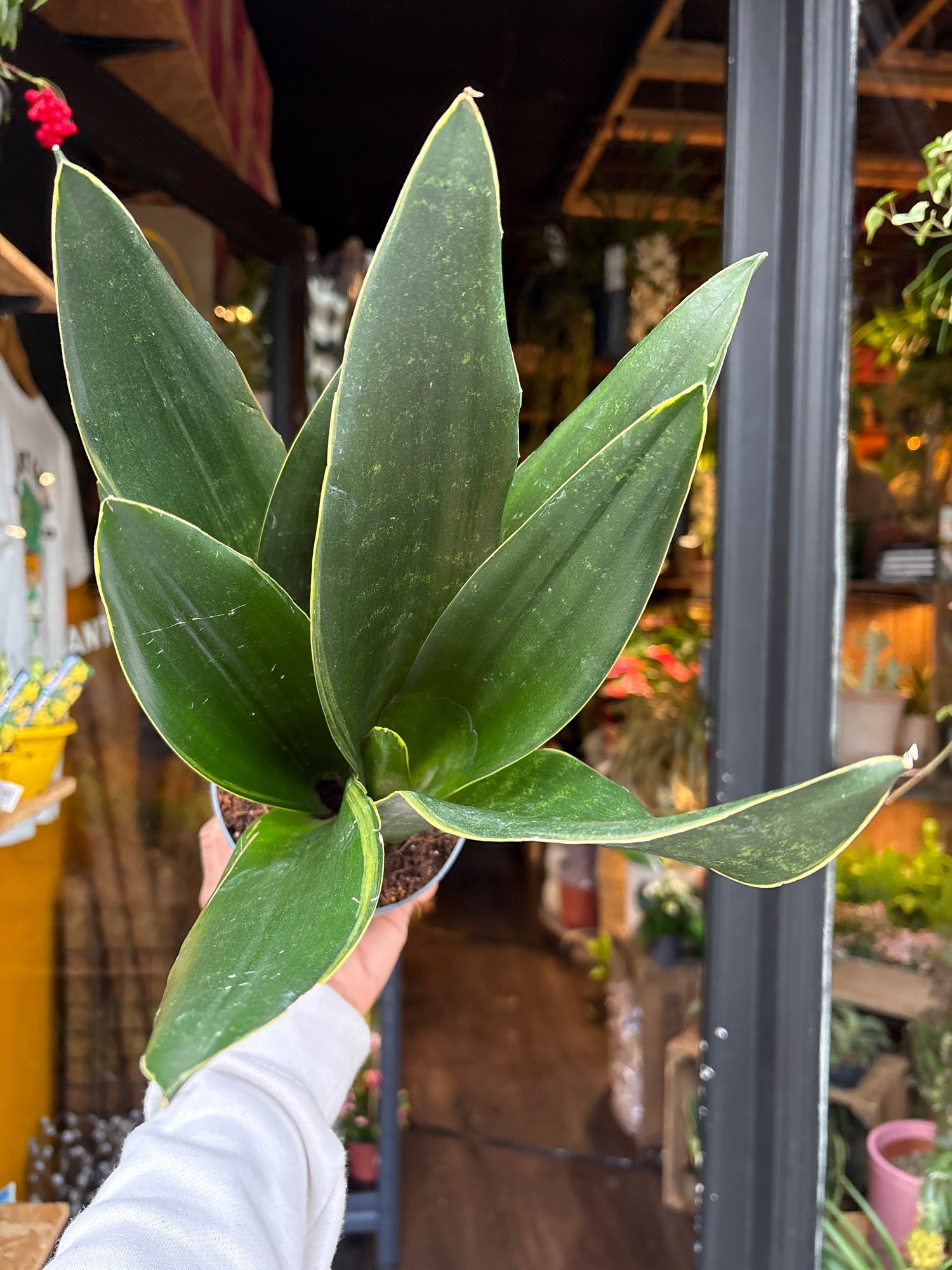 A Sansevieria Dark Diamond plant also known as a Snake Plant in front of Urban Tropicana&