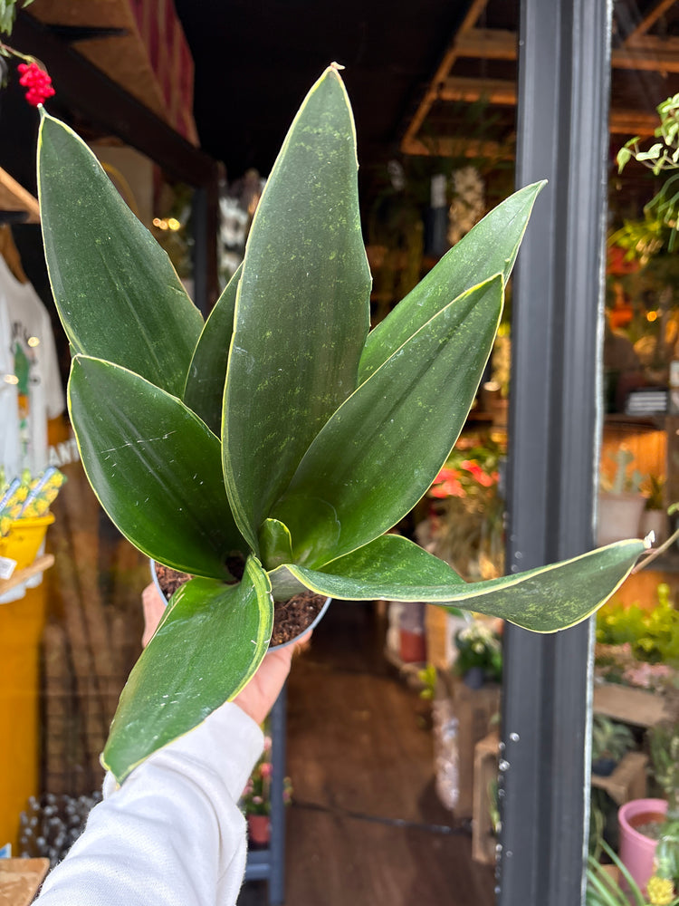 A Sansevieria Dark Diamond plant also known as a Snake Plant in front of Urban Tropicana&