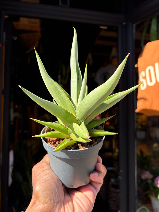 Sansevieria ‘Chanin Crown’ with upright, sword-shaped green leaves arranged in a compact rosette, displayed in a nursery pot at Urban Tropicana plant shop, Chiswick, London
