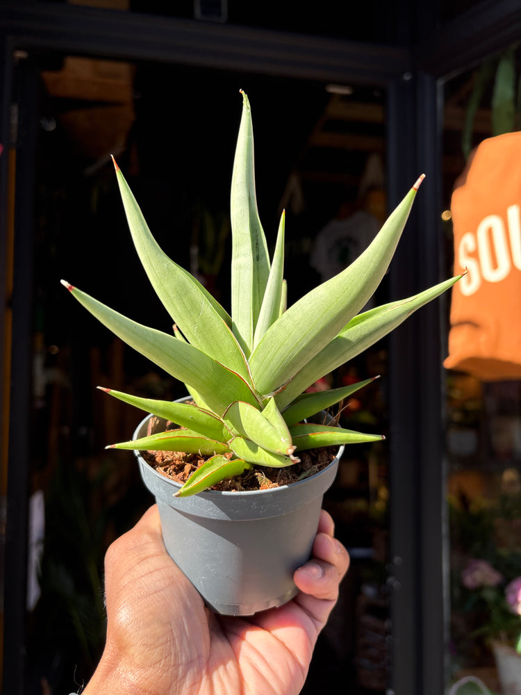 Sansevieria ‘Chanin Crown’ with upright, sword-shaped green leaves arranged in a compact rosette, displayed in a nursery pot at Urban Tropicana plant shop, Chiswick, London