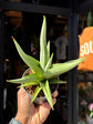 Sansevieria ‘Chanin Crown’ with upright, sword-shaped green leaves arranged in a compact rosette, displayed in a nursery pot at Urban Tropicana plant shop, Chiswick, London
