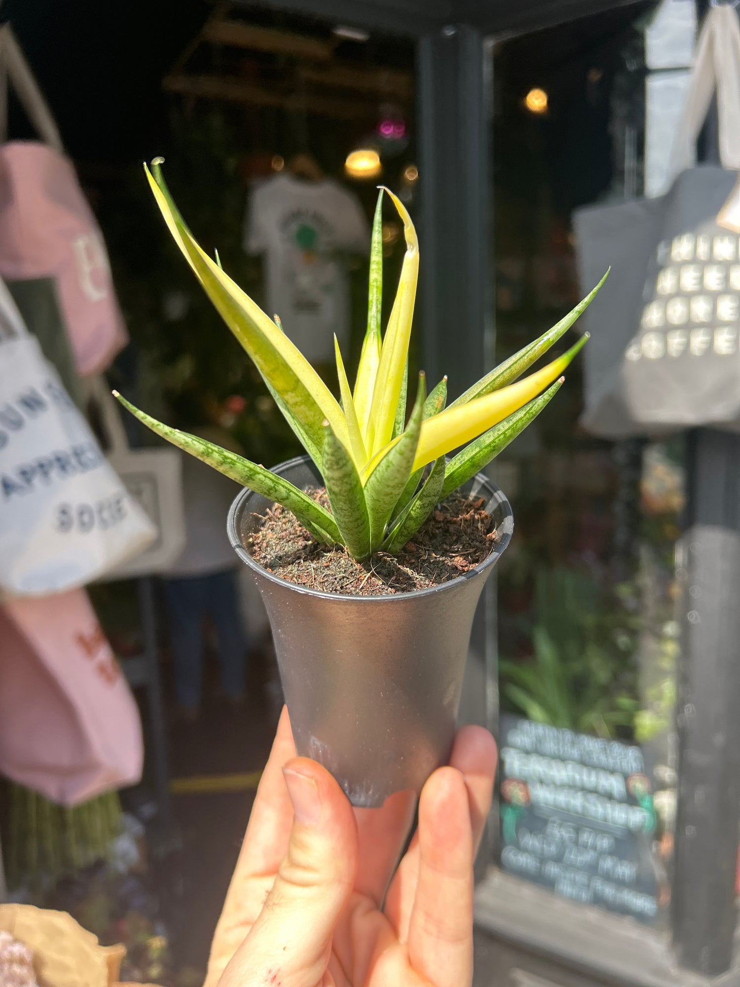 Sansevieria ‘Comet Chrysanta Lemon’ snake plant outside Urban Tropicana plant shop in Chiswick, London