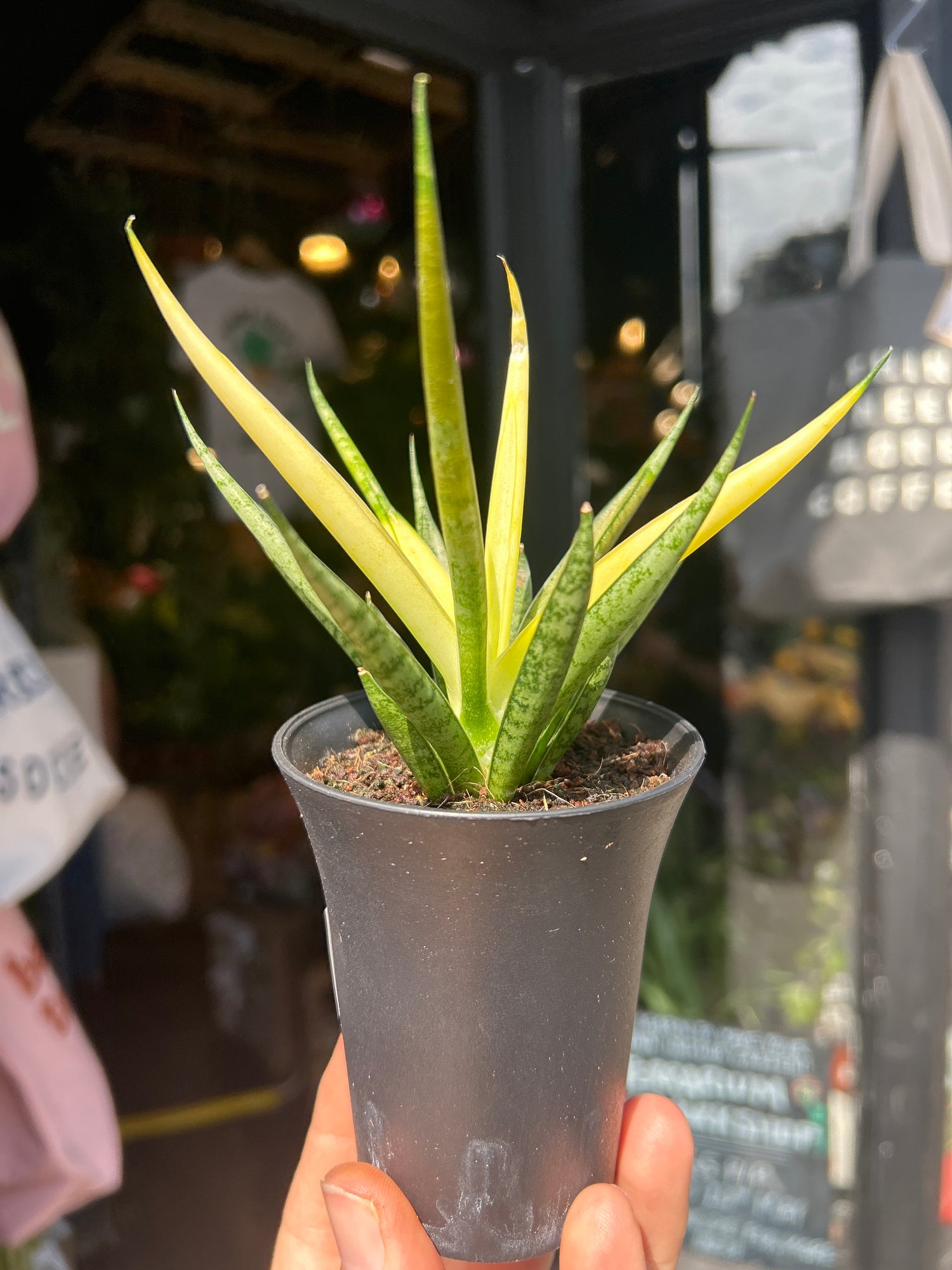Sansevieria ‘Comet Chrysanta Lemon’ snake plant outside Urban Tropicana plant shop in Chiswick, London
