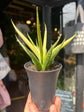 Sansevieria ‘Comet Chrysanta Lemon’ snake plant outside Urban Tropicana plant shop in Chiswick, London