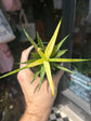Sansevieria ‘Comet Chrysanta Lemon’ snake plant outside Urban Tropicana plant shop in Chiswick, London