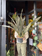 A Sansevieria Coppertone plant also known as a Snake plant in front of Urban Tropicana’s plant shop in Chiswick, London