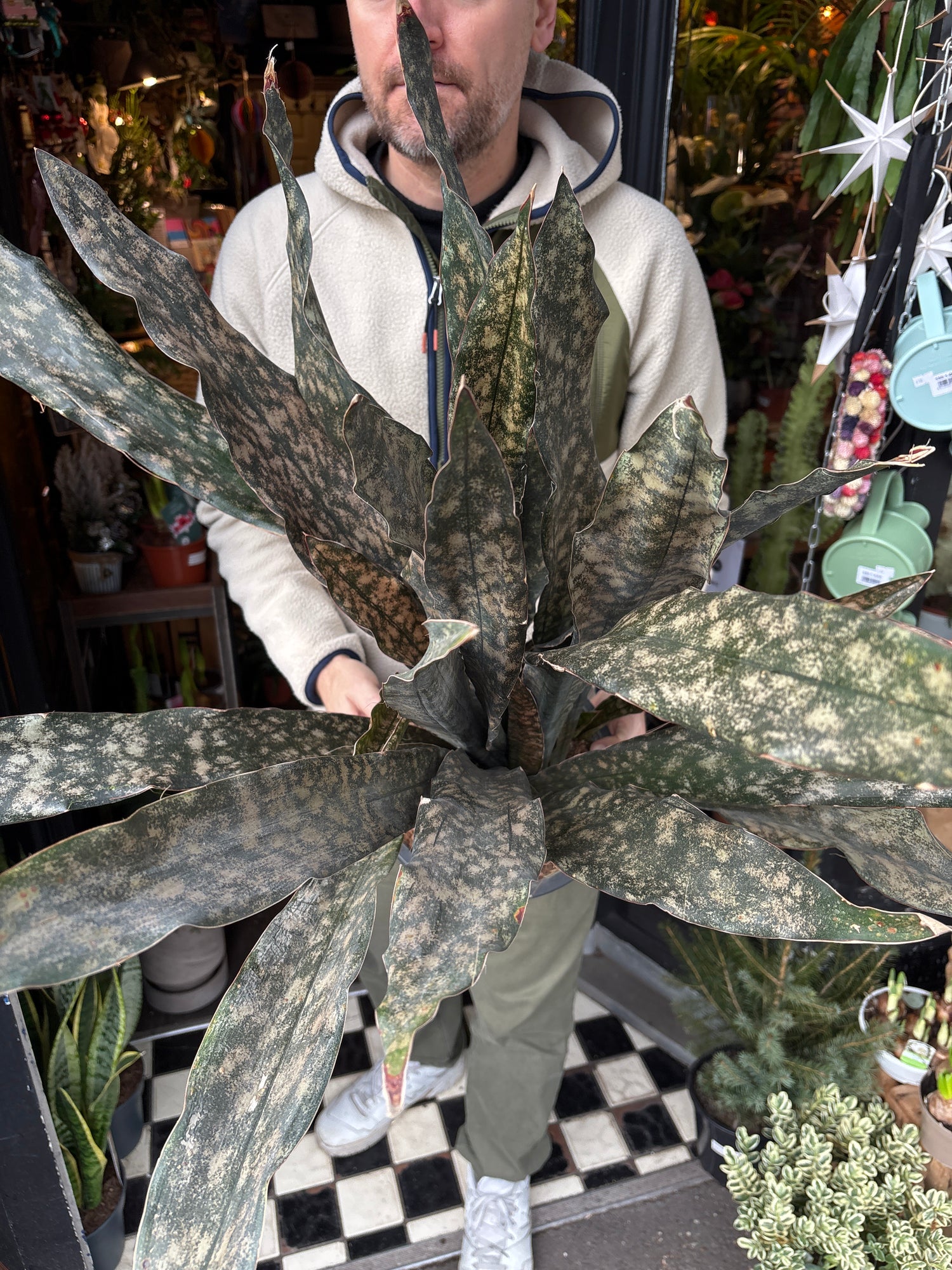 A Sansevieria Coppertone plant also known as a Snake plant in front of Urban Tropicana’s plant shop in Chiswick, London