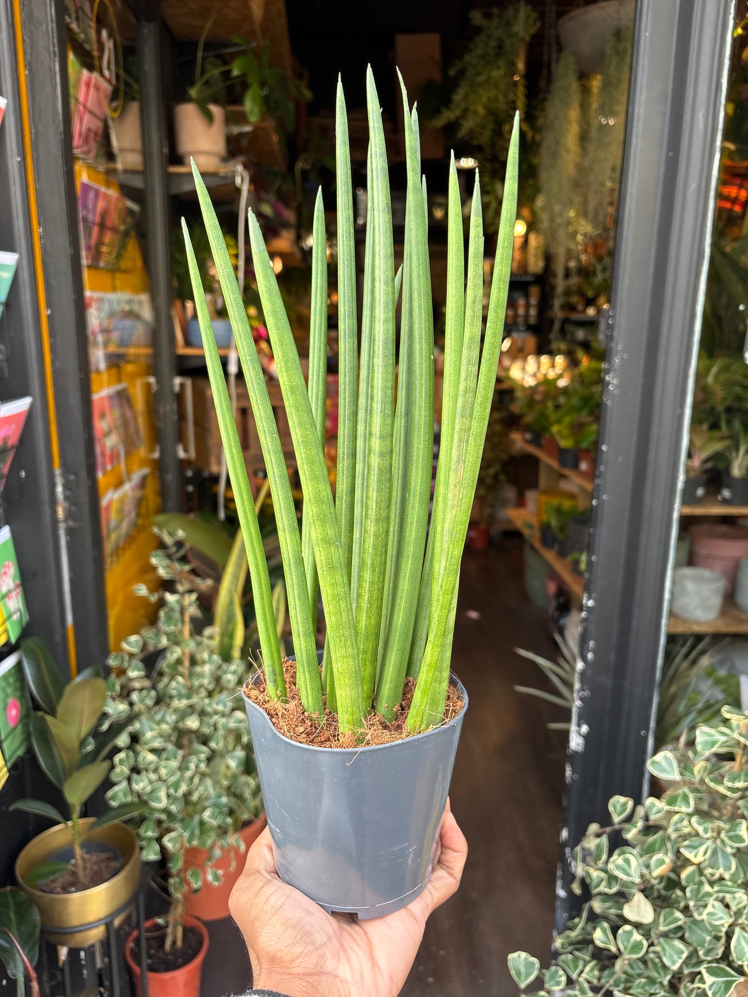 Sansevieria Cylindrica also known as a Snake plant in front of Urban Tropicana’s Plant shop in Chiswick London