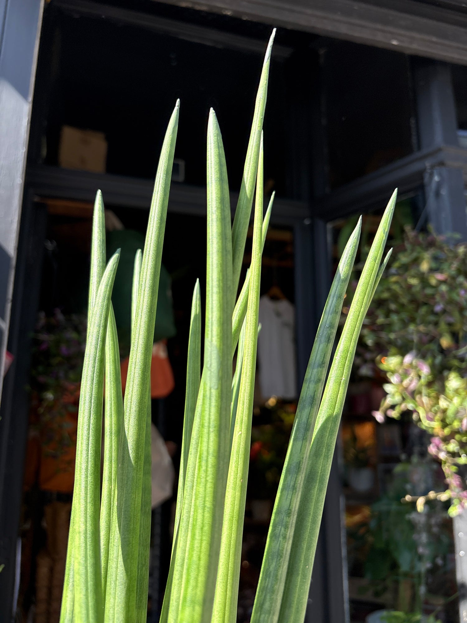 Sansevieria Cylindrica also known as a Snake plant in front of Urban Tropicana’s Plant shop in Chiswick London