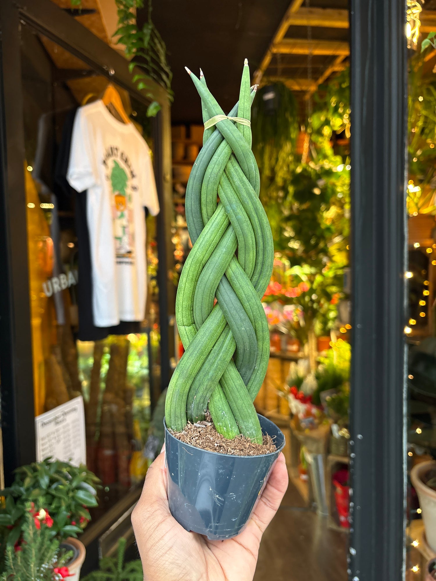 A Sansevieria Cylindrica plant in front of Urban Tropicana’s Plant Shop in Chiswick London