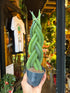 A Sansevieria Cylindrica plant in front of Urban Tropicana’s Plant Shop in Chiswick London