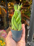 A Sansevieria Cylindrica braided plant in front of Urban Tropicana&