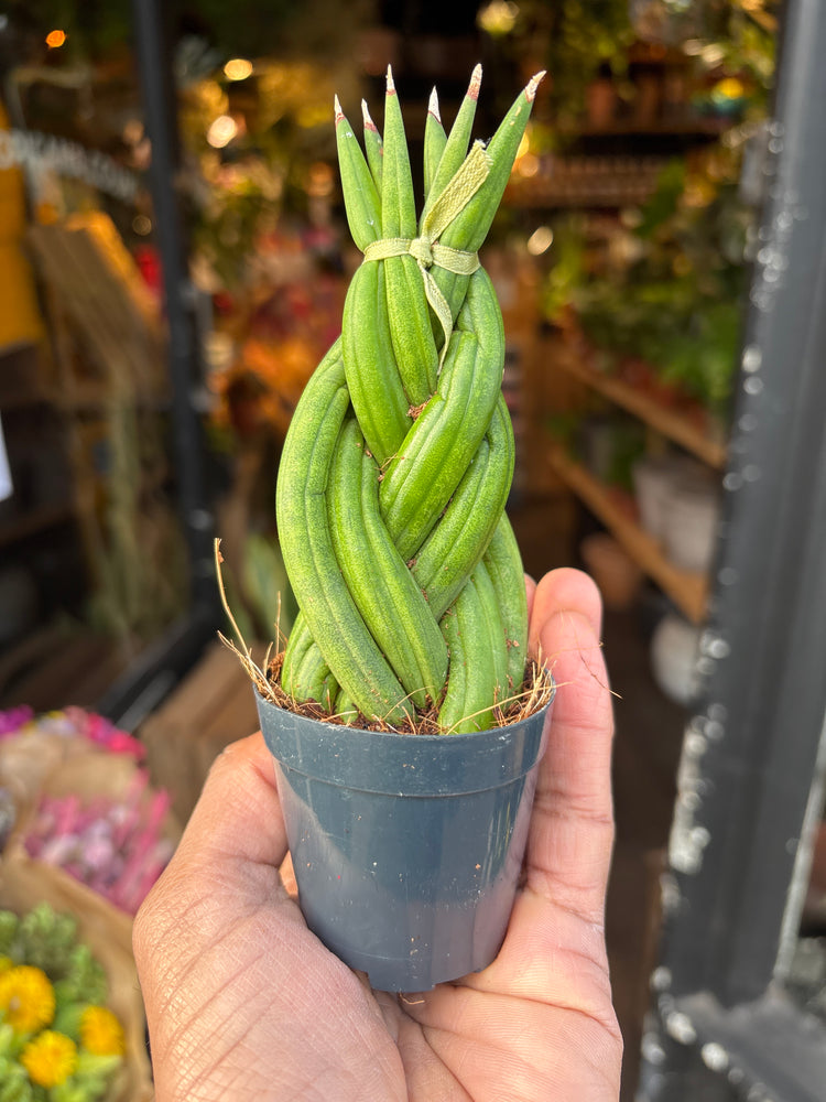 A Sansevieria Cylindrica braided plant in front of Urban Tropicana&