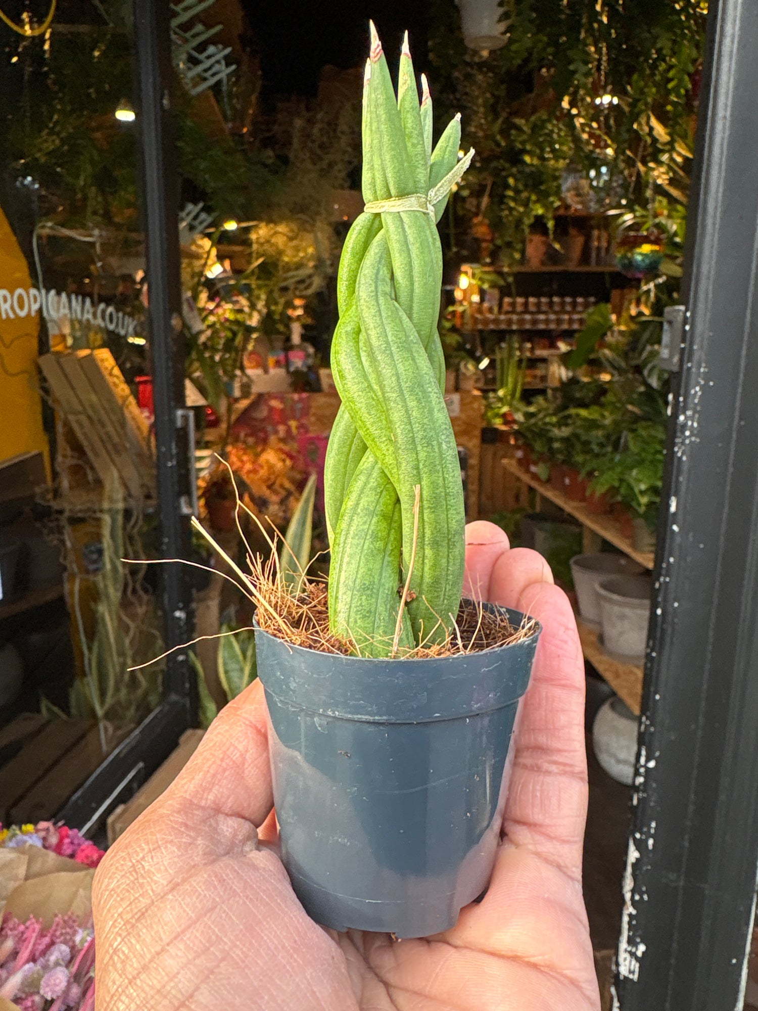 A Sansevieria Cylindrica Braided plant in front of Urban Tropicana&