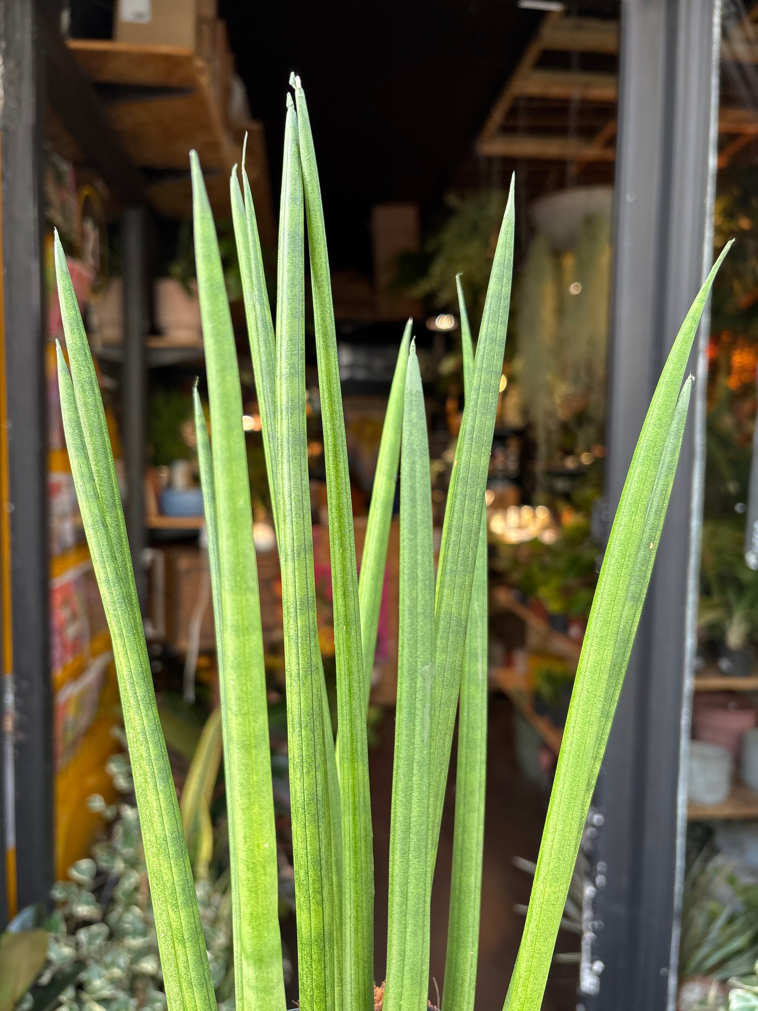 Sansevieria Cylindrica also known as a Snake plant in front of Urban Tropicana’s Plant shop in Chiswick London