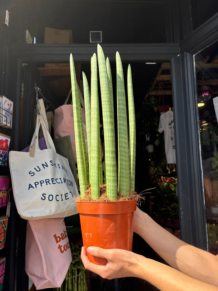 Sansevieria cylindrica ‘Straight’ snake plant outside Urban Tropicana plant shop in Chiswick, London