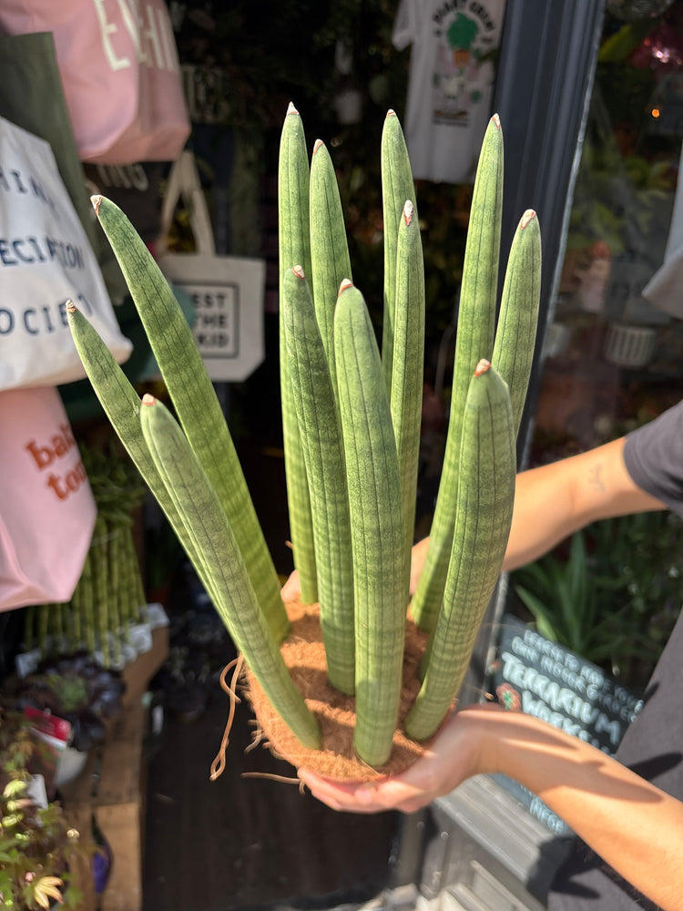 Sansevieria cylindrica ‘Straight’ snake plant outside Urban Tropicana plant shop in Chiswick, London