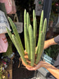 Sansevieria cylindrica ‘Straight’ snake plant outside Urban Tropicana plant shop in Chiswick, London