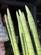 Sansevieria cylindrica ‘Straight’ snake plant outside Urban Tropicana plant shop in Chiswick, London