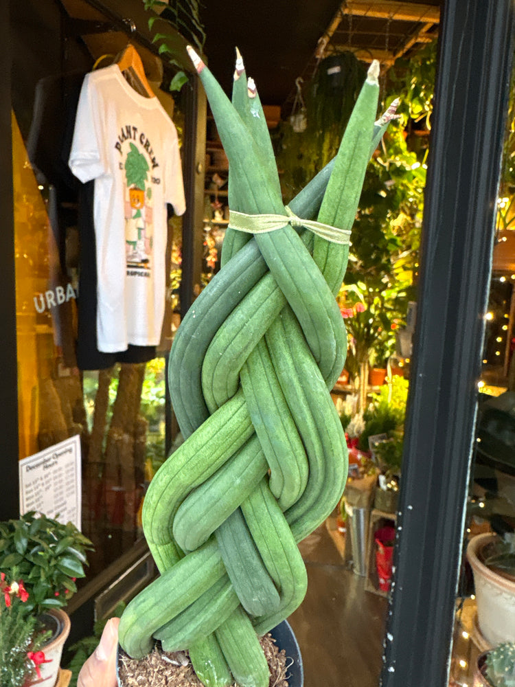 A Sansevieria Cylindrica plant in front of Urban Tropicana’s Plant Shop in Chiswick London