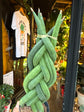A Sansevieria Cylindrica plant in front of Urban Tropicana’s Plant Shop in Chiswick London
