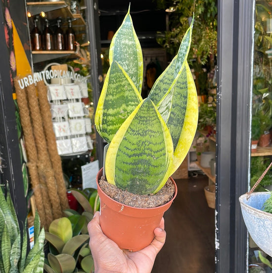 A Sansevieria Futura Superba plant, or anake plant, in front of Urban Tropicana&