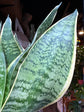 A Sansevieria Futura Superba plant, or anake plant, in front of Urban Tropicana&