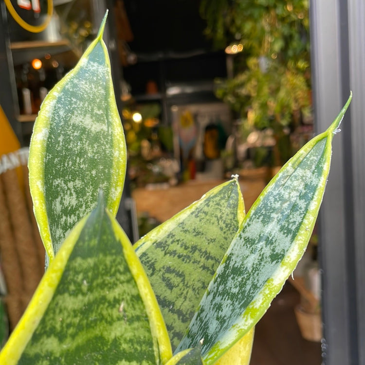 A Sansevieria Futura Superba plant also know as a type of Snake plant in front of Urban Tropicana&