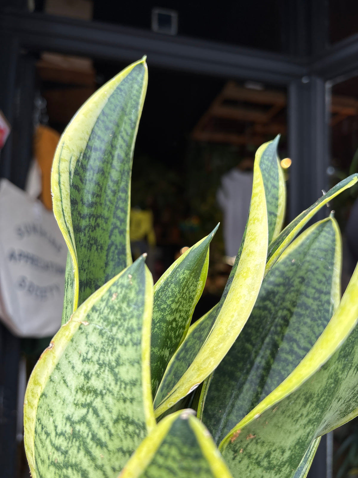 A Sansevieria Futura Superba plant, or anake plant, in front of Urban Tropicana&
