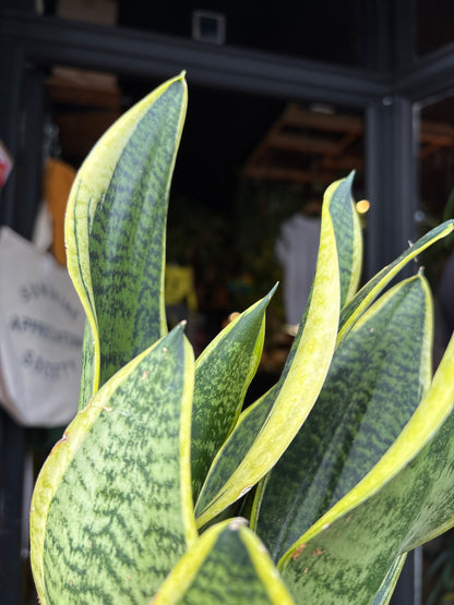 A Sansevieria Futura Superba plant, or anake plant, in front of Urban Tropicana&