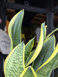 A Sansevieria Futura Superba plant, or anake plant, in front of Urban Tropicana&
