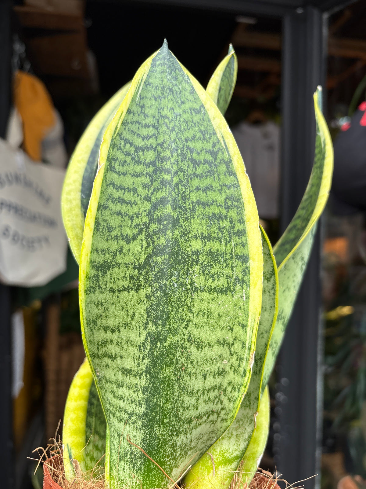 A Sansevieria Futura Superba plant, or anake plant, in front of Urban Tropicana&