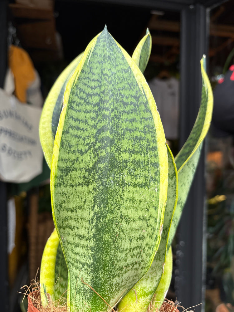 A Sansevieria Futura Superba plant, or anake plant, in front of Urban Tropicana&