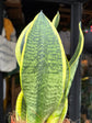 A Sansevieria Futura Superba plant, or anake plant, in front of Urban Tropicana&