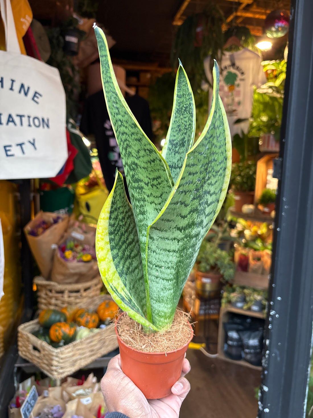 Sansevieria Futura Superba Snake Plant in 9cm pot outside Urban Tropicana plant shop in Chiswick, London