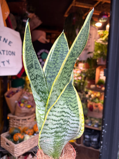 Sansevieria Futura Superba Snake Plant in 9cm pot outside Urban Tropicana plant shop in Chiswick, London