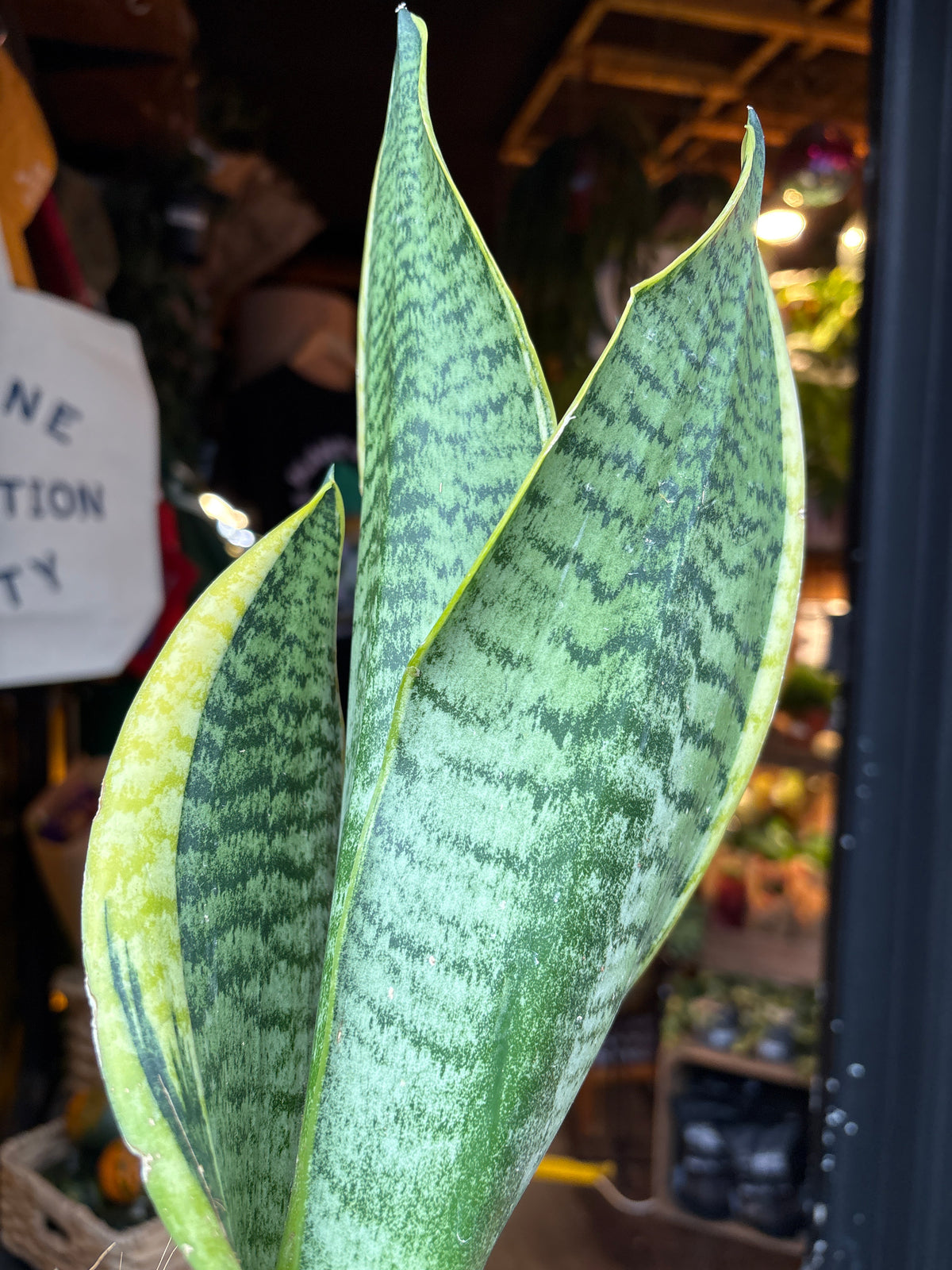 Sansevieria Futura Superba Snake Plant in 9cm pot outside Urban Tropicana plant shop in Chiswick, London