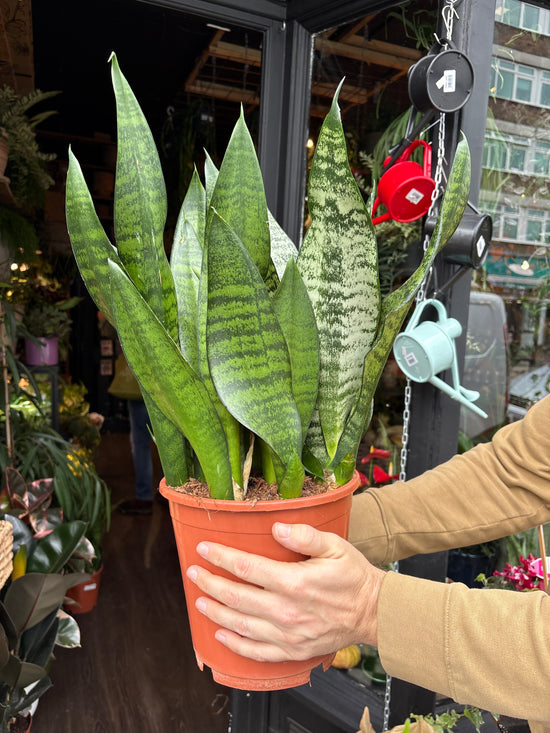 A Sansevieria Hahnii plant in front of Urban Tropicana’s Plant Shop in Chiswick London