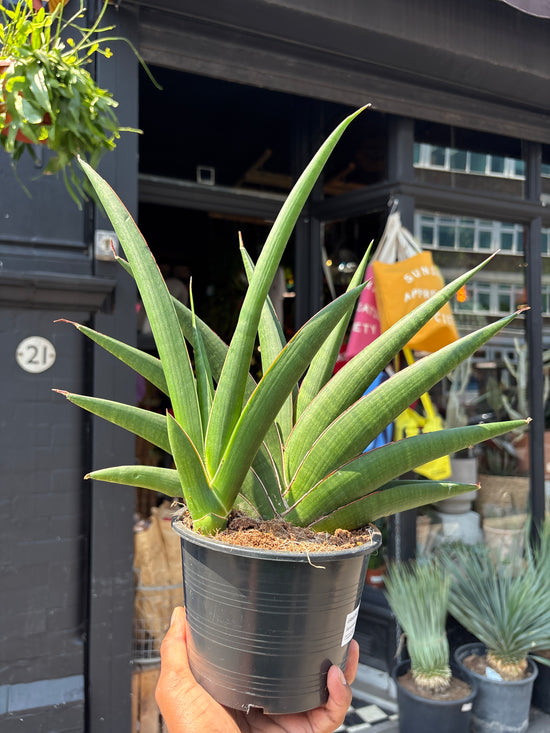 A Sansevieria Helios plant outside Urban Tropicana, a houseplant store in Chiswick London