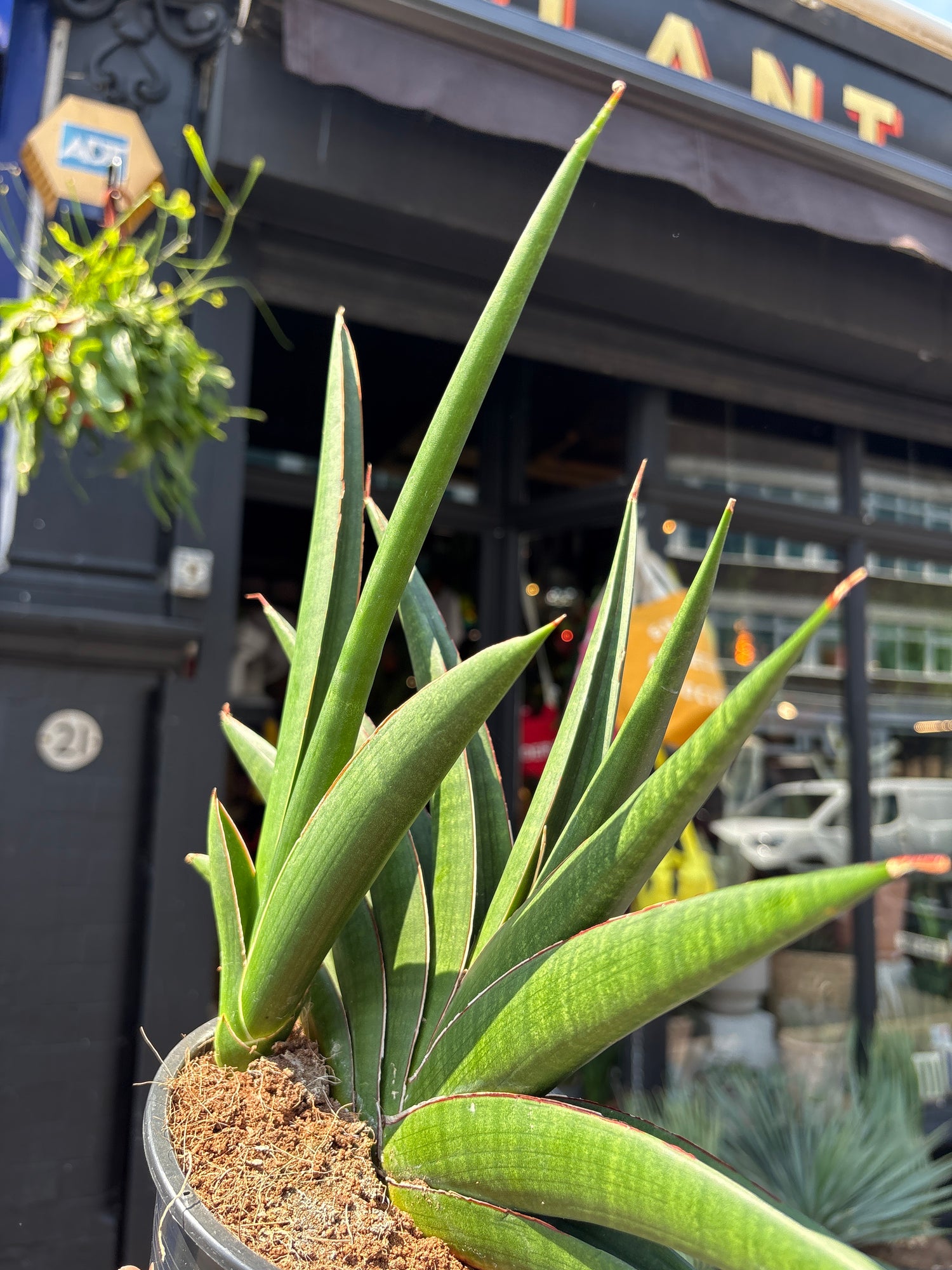 A Sansevieria Helios plant outside Urban Tropicana, a houseplant store in Chiswick London