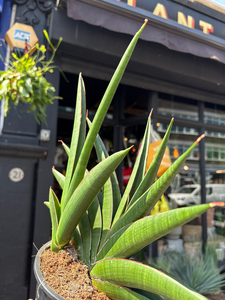 A Sansevieria Helios plant outside Urban Tropicana, a houseplant store in Chiswick London