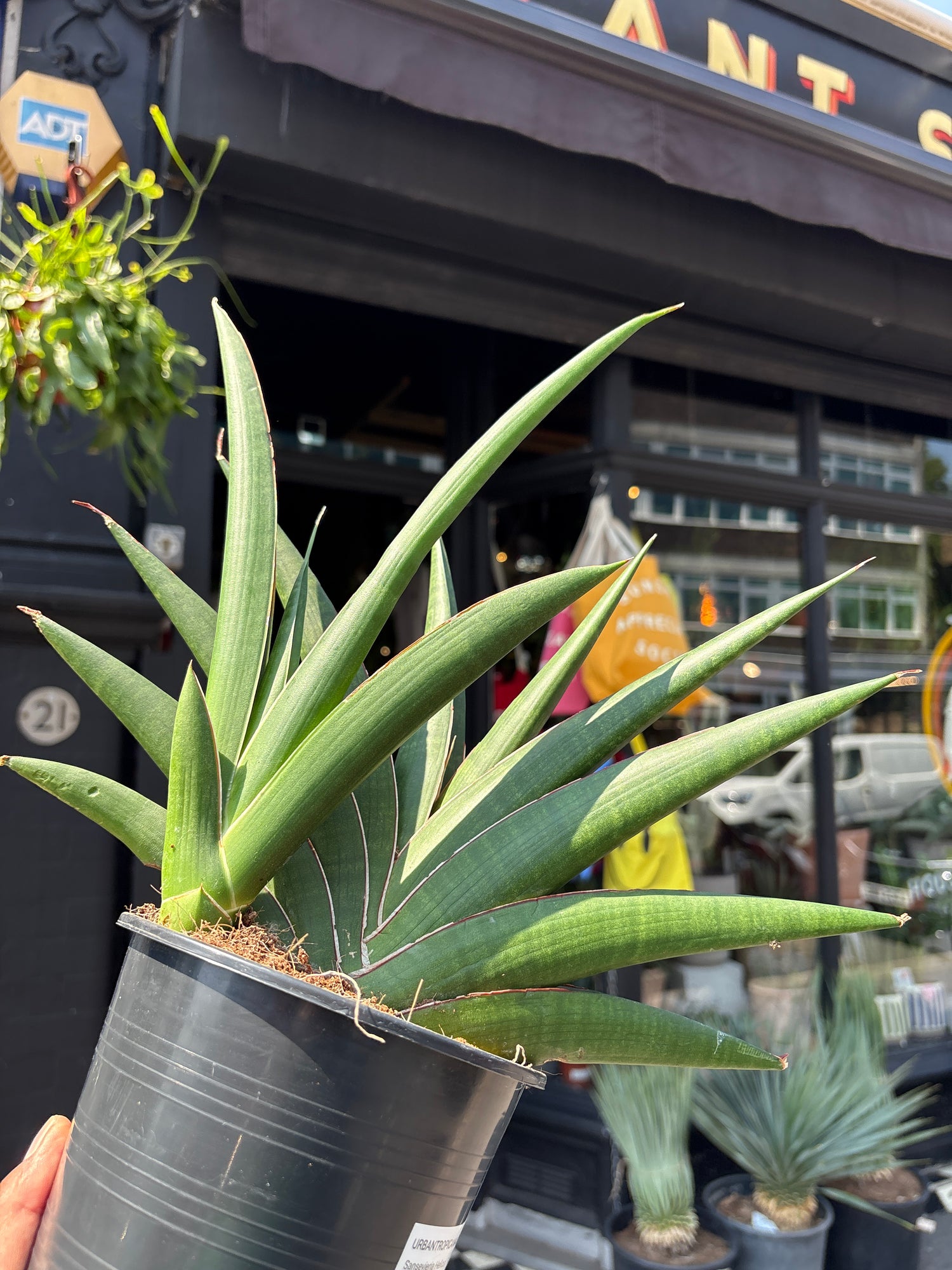 A Sansevieria Helios plant outside Urban Tropicana, a houseplant store in Chiswick London