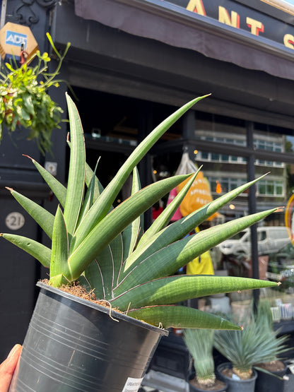 A Sansevieria Helios plant outside Urban Tropicana, a houseplant store in Chiswick London