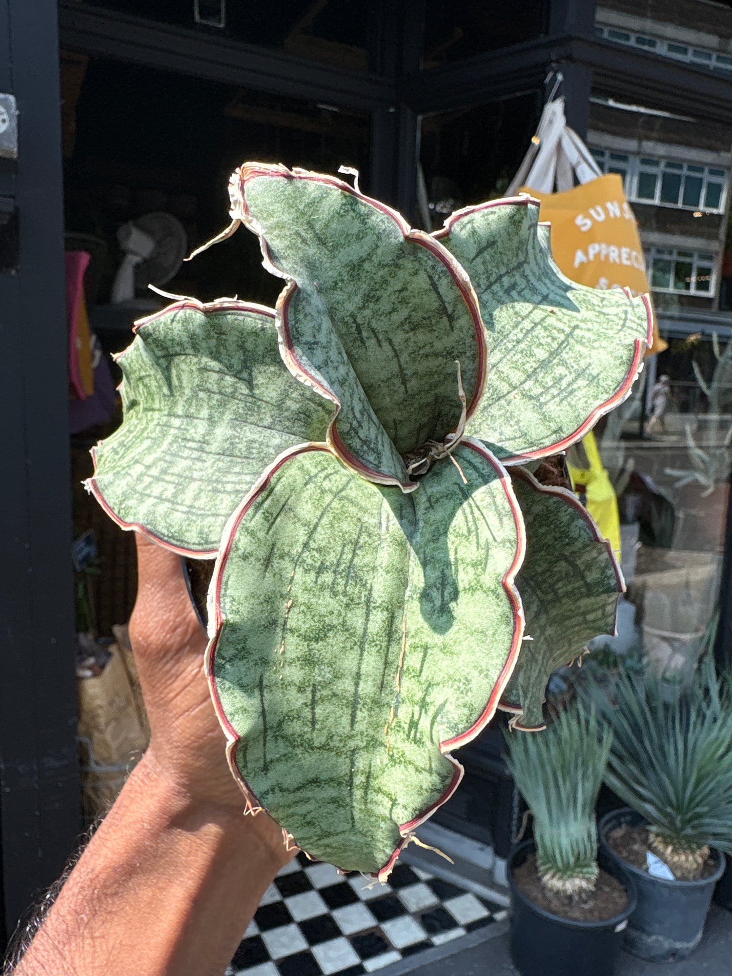 Sansevieria Kirkii Silver Blue plant outside Urban Tropicana, a houseplant store in Chiswick London