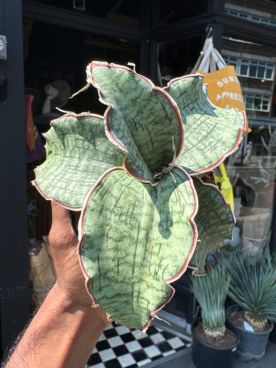 Sansevieria Kirkii Silver Blue plant outside Urban Tropicana, a houseplant store in Chiswick London
