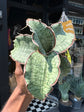 Sansevieria Kirkii Silver Blue plant outside Urban Tropicana, a houseplant store in Chiswick London