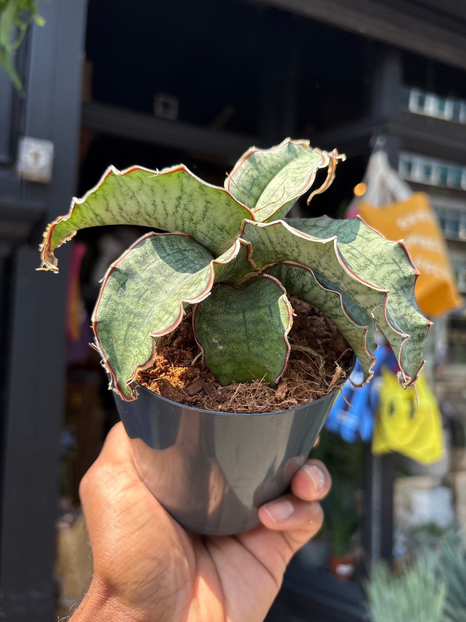 Sansevieria Kirkii Silver Blue plant outside Urban Tropicana, a houseplant store in Chiswick London