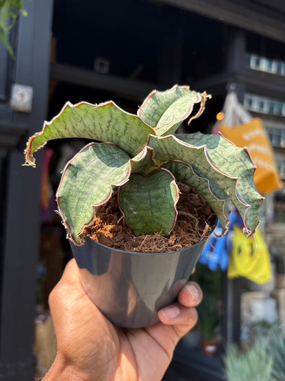 Sansevieria Kirkii Silver Blue plant outside Urban Tropicana, a houseplant store in Chiswick London