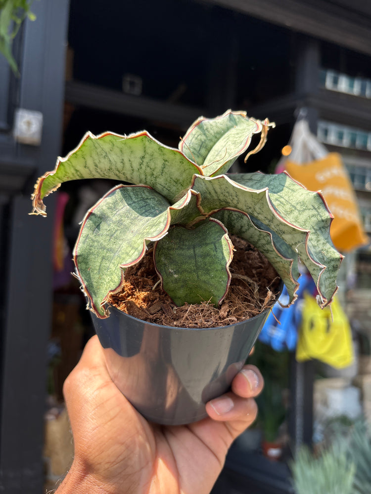 Sansevieria Kirkii Silver Blue plant outside Urban Tropicana, a houseplant store in Chiswick London